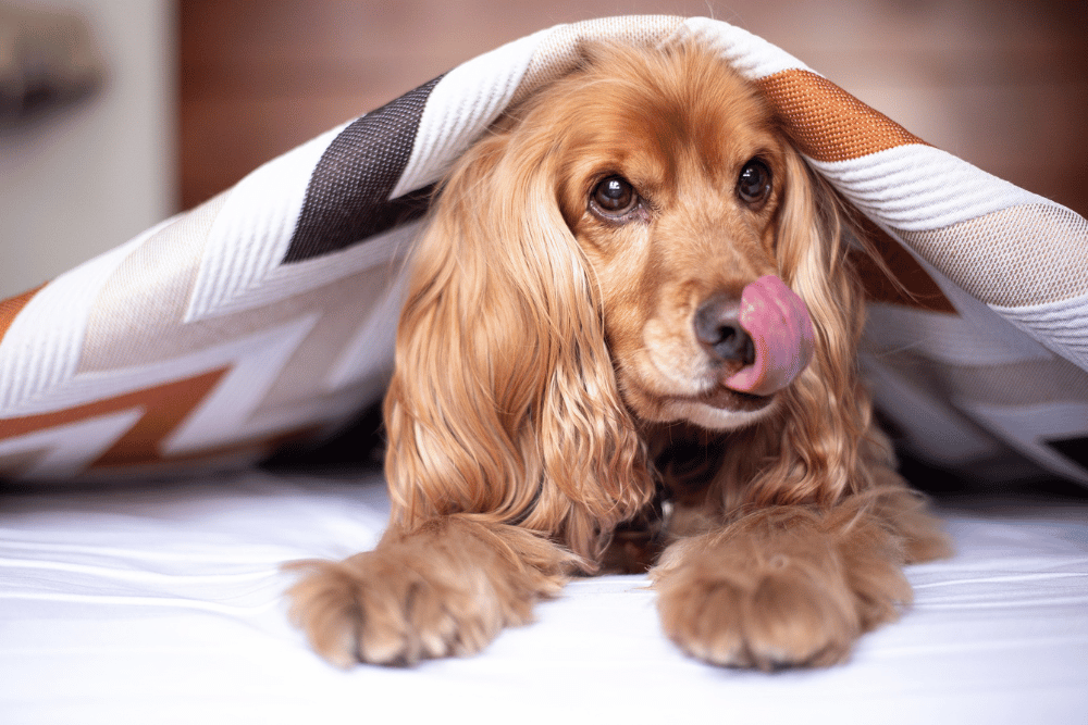 a dog lying under a blanket