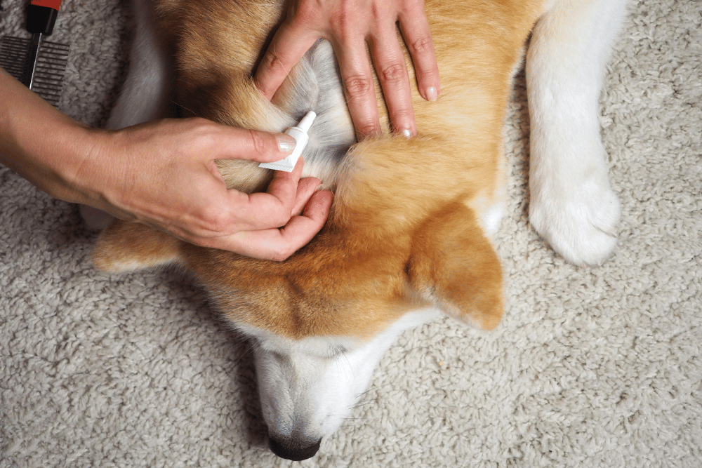 a person applying a cream on a dog's back