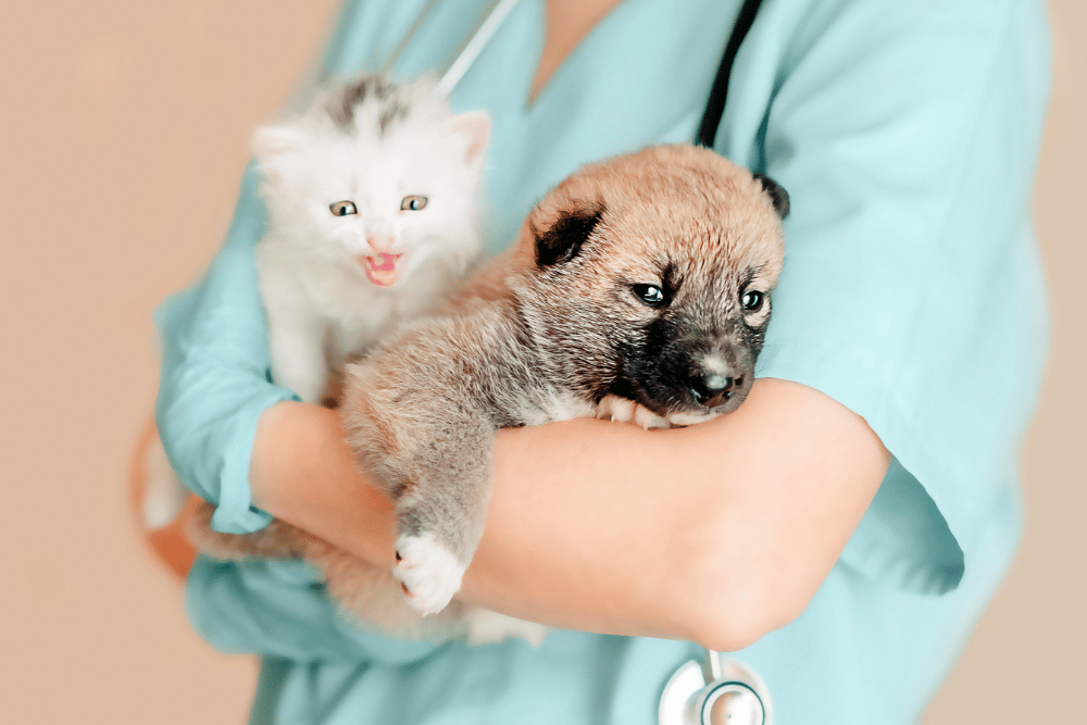 vet hold puppy and kitten